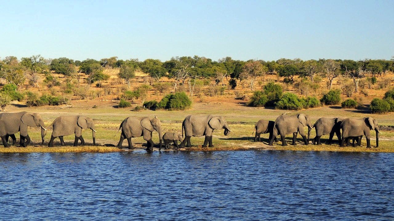 Voyage Au Botswana Du Parc National De Chobe Au Delta De L Okavango