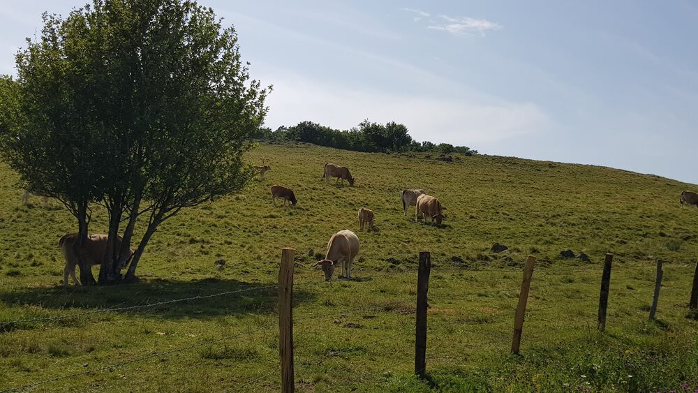 Lozère